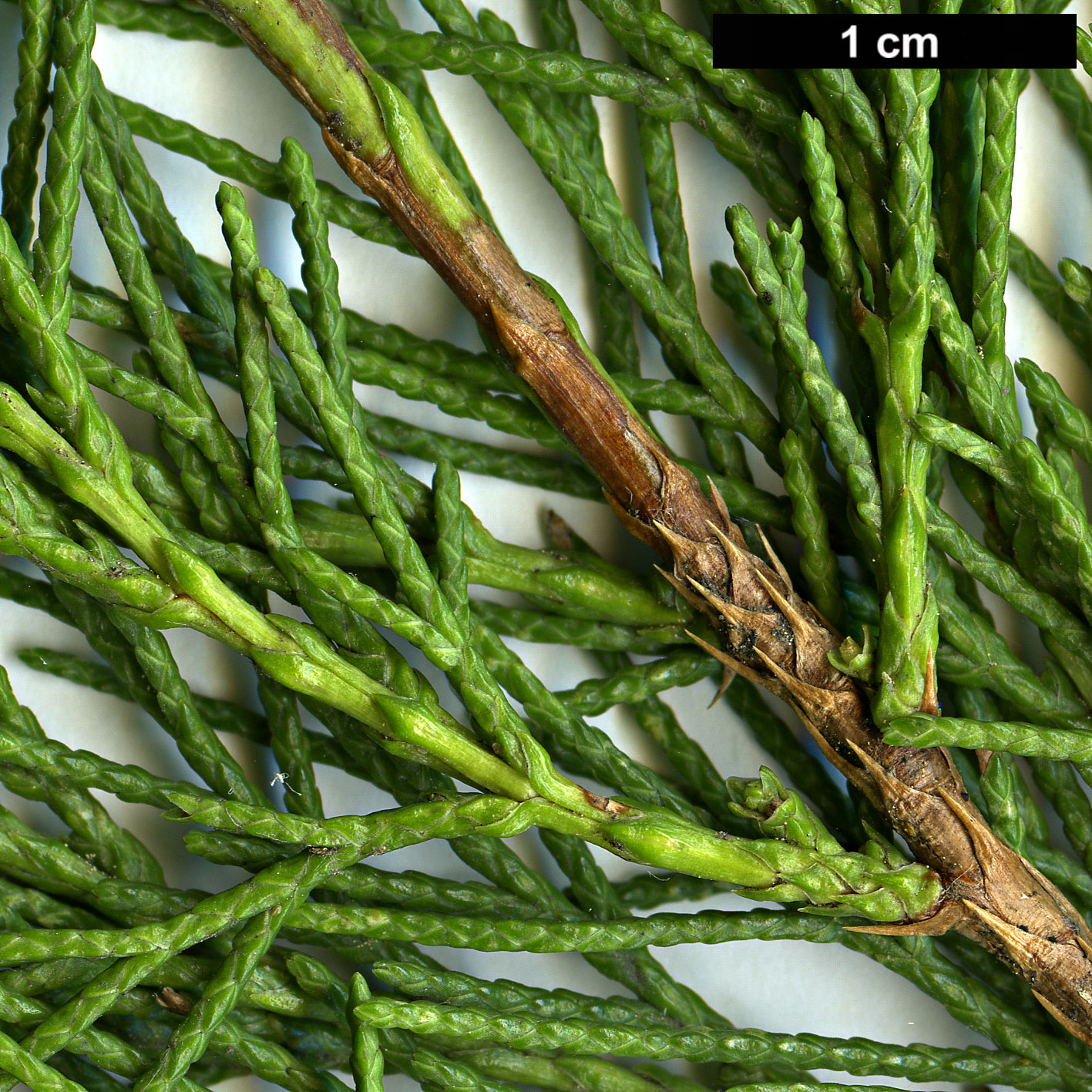 High resolution image: Family: Cupressaceae - Genus: Juniperus - Taxon: virginiana